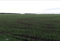 Ранними зерновыми на Дону уже засеяли 100 тысяч гектаров полей