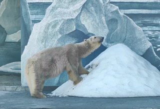В Ростовском зоопарке открыли новый вольер для белых медведей