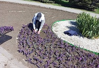 В центре Ростова начали сажать летние цветы