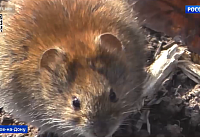 Больше крыс и меньше воробьев: зоолог ЮФУ рассказал, почему изменилась фауна в Ростове. Интервью