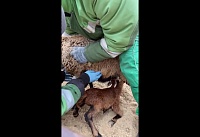 У пары камерунских овец в парке «Лога» родился малыш