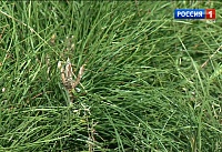 В Усть-Донецком районе продолжают восстанавливать лес после крупнейшего пожара 2017 года