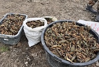 Более 2 000 раков весом свыше 80 кг обнаружили у мужчин на территории Пролетарского водохранилища