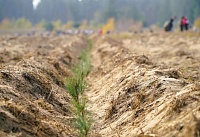 В Усть-Донецком районе высадили 10 тысяч сосен на месте пожара