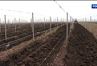 Как на одной из донских виноделен готовятся к туристическому сезону?