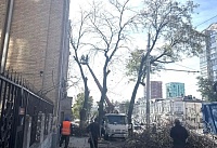 В Ростове на Будённовском проспекте спиливают аварийные деревья