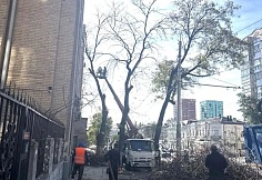 В Ростове на Будённовском проспекте спиливают аварийные деревья