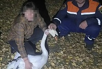 В Белокалитвинском районе спасатели помогли раненному лебедю выбраться из рыболовных сетей