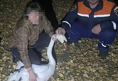 В Белокалитвинском районе спасатели помогли раненному лебедю выбраться из рыболовных сетей