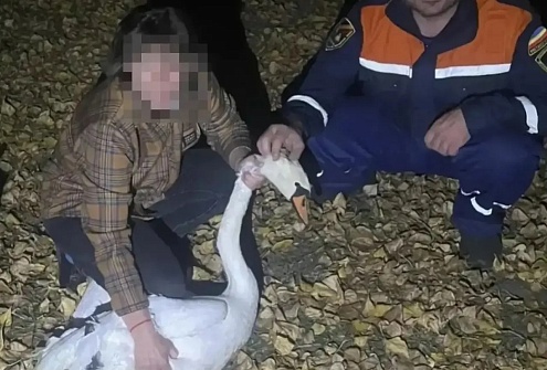 В Белокалитвинском районе спасатели помогли раненному лебедю выбраться из рыболовных сетей