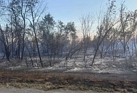 Лесной пожар в Цимлянском районе ликвидировали на площади 221 гектар