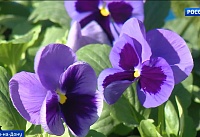 Липовая аллея, тюльпаны и табак: как украшают ростовские парки?