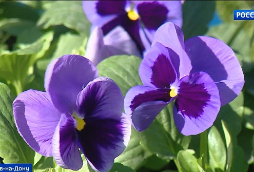 Липовая аллея, тюльпаны и табак: как украшают ростовские парки?