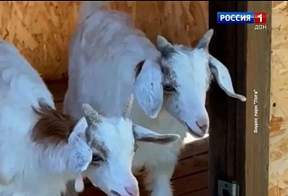 Неразлучных Малинку и Персика из парка Лога переселили в новый вольер