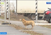 В Шахтах на малыша напала бродячая собака В Шахтах на малыша напала бродячая собака