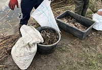 Более 4 тысяч раков выпустили из браконьерских ловушек в акватории Соколовского водохранилища 