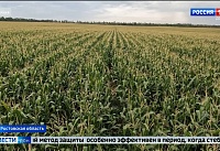На кукурузных полях Ростовской области завершили расселение габробракона