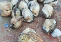 В Азовском море обнаружили промысловые скопления моллюска скафарки