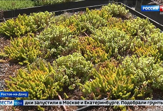 Учёные ЮФУ изучают возможности озеленения крыш в Ростове