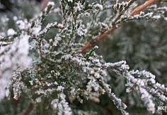 Метель и гололед: на Ростовскую область надвигается арктический циклон