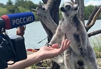 В парке «Малинки» появились на свет лемур, лань и буйволы