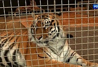 Испытание на хладнокровие: почему тигр оказался среди зрителей в ростовском цирке?