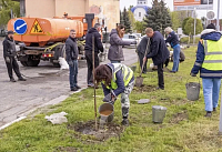 Аллею из 20 павловний высадили в Таганроге