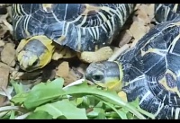 Будни краснокнижной лучистых черепах показали в Ростовском-на-Дону зоопарке