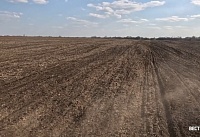 В Ростовской области яровыми культурами засеяли уже больше 300 тысяч гектаров