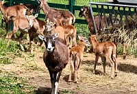 Девять европейских муфлонов родились в Ростовском зоопарке с начала года