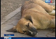 Среди животных в 2025 году на Дону водители машин чаще всего сбивали собак