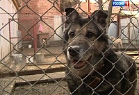Донская прокуратура обязует выплатить компенсацию пострадавшей от укусов собаки девочке организацию по отлову