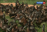В Сальском районе выпустили 1400 уток-крякв