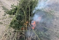 На Дону уничтожили более 150 очагов наркосодержащих растений