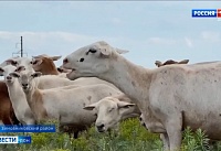 Как на Дону удалось вывести гладкошерстную породу овец?