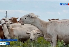 Как на Дону удалось вывести гладкошерстную породу овец?