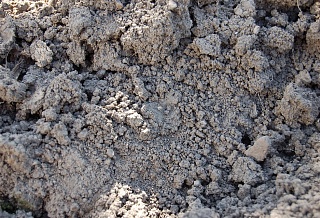 Ученые ЮФУ разрабатывают сорбент для очистки почвы от загрязнения 