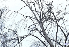 В Таганроге аварийные службы устраняют упавшие из-за сильного ветра деревья