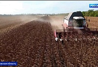 Урожайность подсолнечника в Ростовской области уже превзошла прошлогодние показатели 
