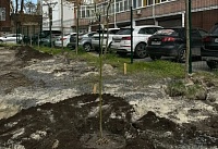 На месте снесенного дома в центре Ростова высадили первые клены