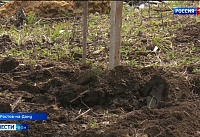 В Ростове высадят около 7 тысяч деревьев и кустарников