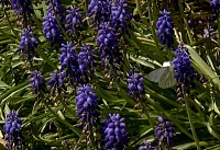 В Ботаническом саду ЮФУ организовали уборку в рамках «Экопоколение»