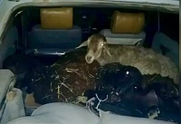 Блеющие пассажиры: на Дону в машине обнаружили трех баранов