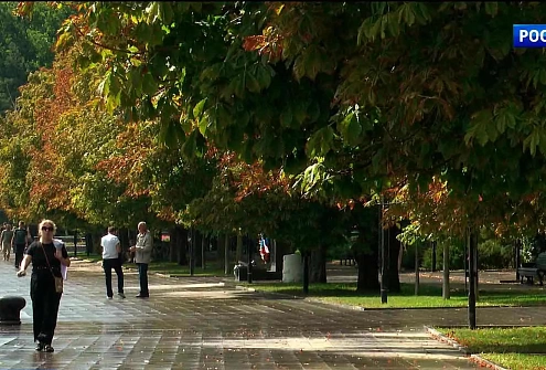 Ростов теряет природное богатство: всё больше деревьев в центре города поражают вредители