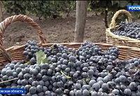 "Цимлянские вина" завоевали 10 медалей на престижном конкурсе