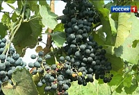 Винодельня "Дача Сердюка" стала первым на Дону производителем органического вина