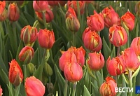 В донской степи расцвели тысячи диких тюльпанов