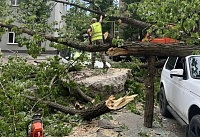 Из-за падения крупных веток, обломанных ветром, в Ростове пострадали люди