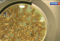 Как донское зерно проверяют перед отправкой за границу. Репортаж