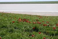 Завтра в Орловском районе проведут фестиваль «Воспетая степь»